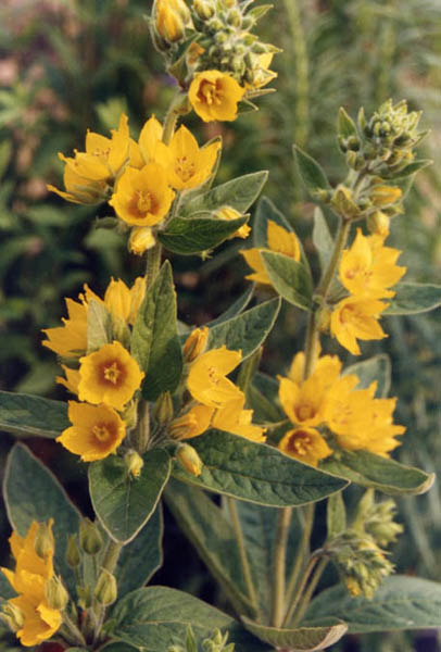 Lysimachia punctata en fleurs sur les berges d'une prairie humide